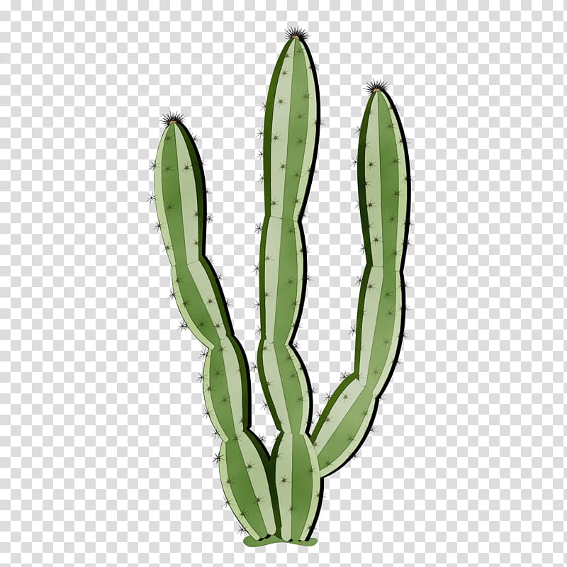 Cactus, Watercolor, Paint, Wet Ink, Plant, Flower, Flowering Plant, Caryophyllales transparent background PNG clipart