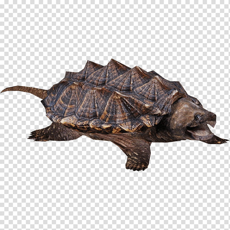 clipart snapping turtle