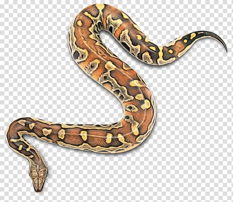 Snake, Boa Constrictor, Snakes, Rattlesnake, Kingsnakes, Hognose Snake, Vipers, Animal transparent background PNG clipart