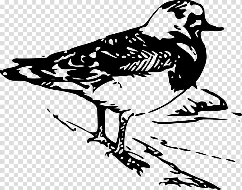 Book Black And White, Bird, Tanagers, Animal, Cardinal, Grebes, Western Grebe, Water Bird transparent background PNG clipart