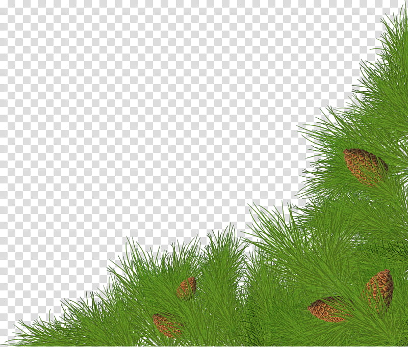 Christmas pine fir, green pine tree with pinecone transparent background PNG clipart