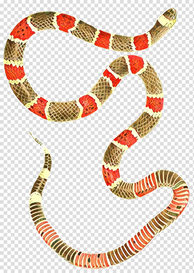 Kingsnakes Boa constrictor Colubrid Snakes Boas, Cartoon, Reptile, Scaled Reptile, Milksnake, Colubridae, Serpent, Banded Water Snake transparent background PNG clipart