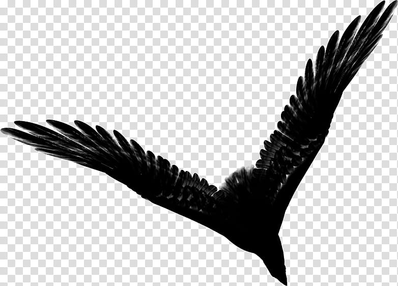 Aquila Brush, black raven art transparent background PNG clipart