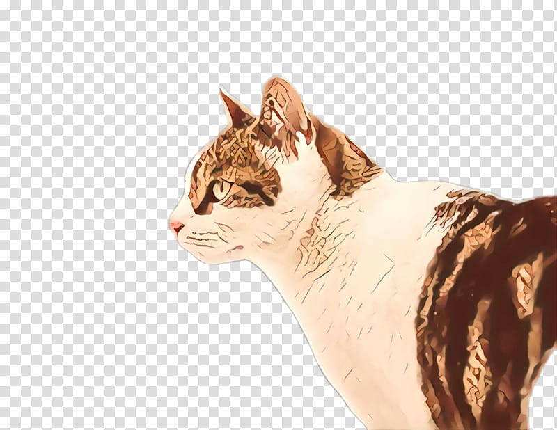 cat small to medium-sized cats whiskers ear tabby cat, Cartoon, Small To Mediumsized Cats, European Shorthair, American Wirehair, Aegean Cat transparent background PNG clipart