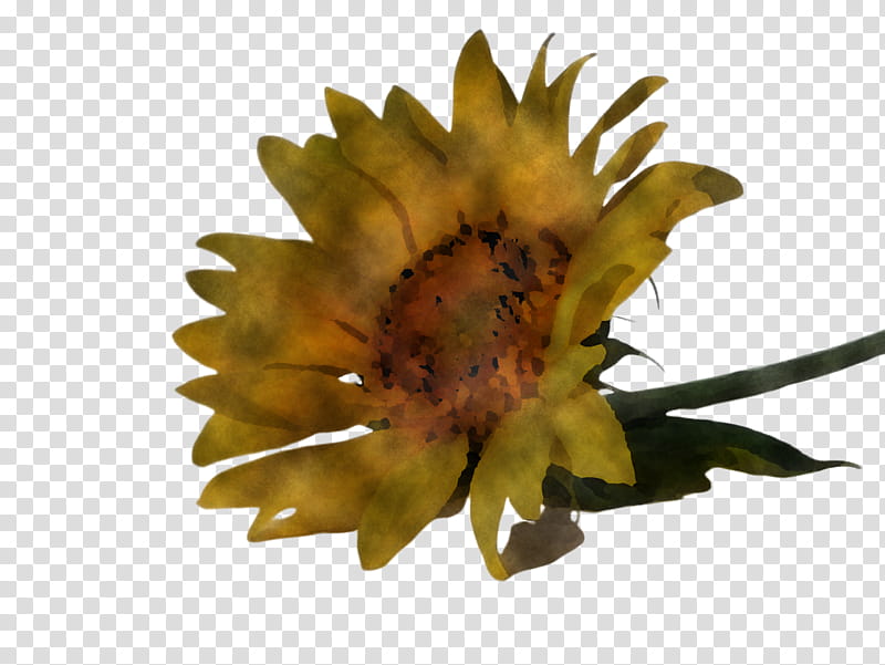 sunflower, Yellow, Plant, Leaf, Petal, Pollen, Plane transparent background PNG clipart