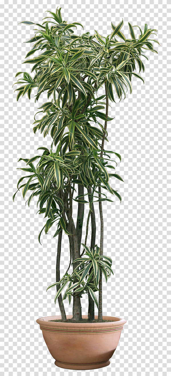 plant , green indoor plant transparent background PNG clipart