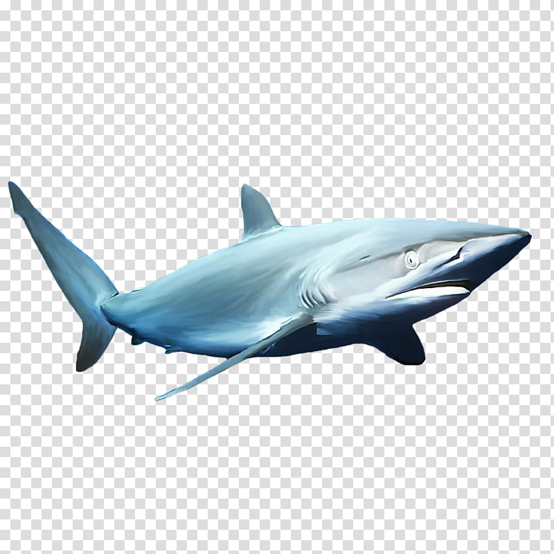 Great White Shark, Blue Shark, Shark Fin Soup, Mackerel Sharks, Shark Finning, Fish, Cartilaginous Fishes, Tiger Shark transparent background PNG clipart