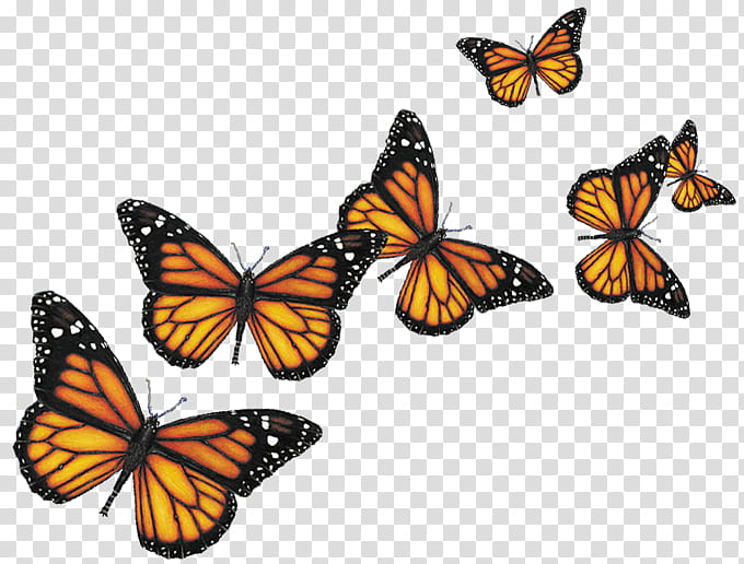 Butterfly, six brown-and-black butterflies transparent background PNG clipart