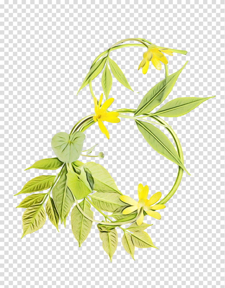 flower leaf plant flowering plant ylang-ylang, Watercolor, Paint, Wet Ink, Ylangylang, Plant Stem transparent background PNG clipart