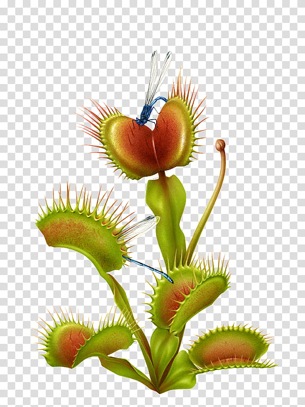 Venus, Venus Flytrap, Carnivorous Plant, Plants, Drawing, Tropical Pitcher Plants, Printmaking, Painting transparent background PNG clipart