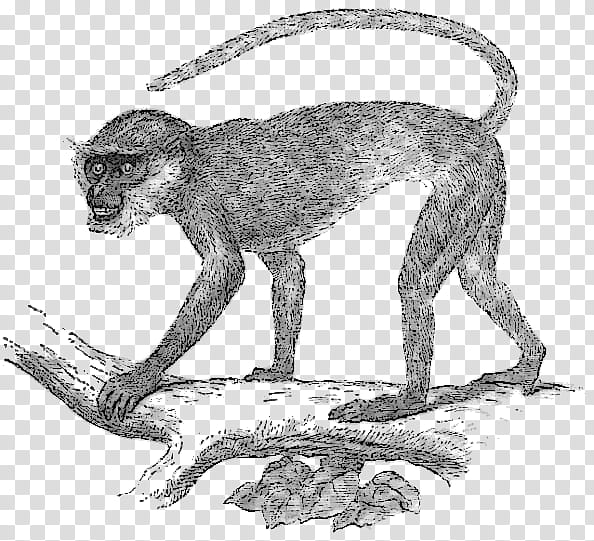 Book Black And White, Lion, Drawing, Gray Langur, Simian, Coloring Book, Old World Monkeys, India transparent background PNG clipart