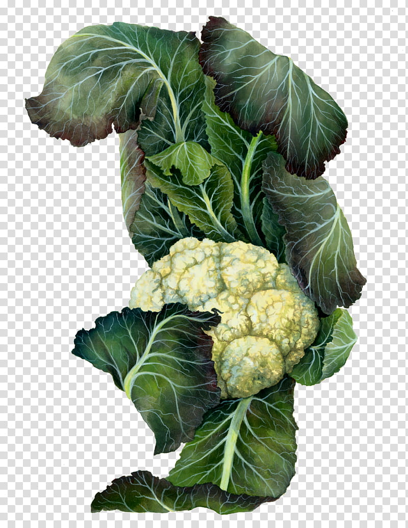 Cauliflower Drawing, Mustards, Cabbage, Collard Greens, Vegetable, Spring Greens, Wild Cabbage, Plant transparent background PNG clipart