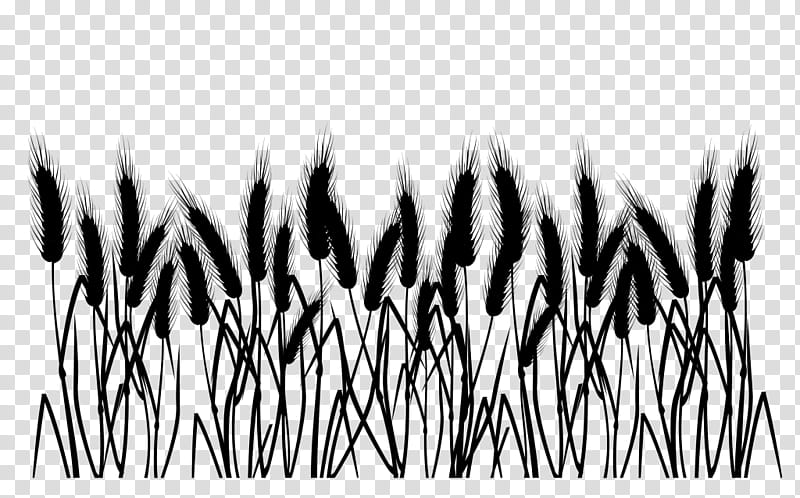 Grass, Black White M, Angle, Line, Black M, Grass Family, Plant, Blackandwhite transparent background PNG clipart