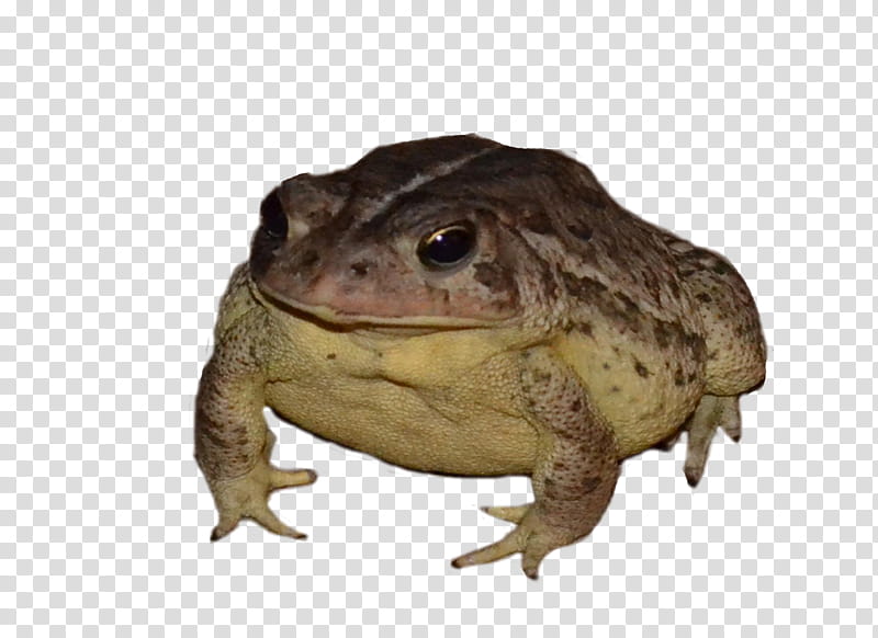 free FROG, brown frog transparent background PNG clipart