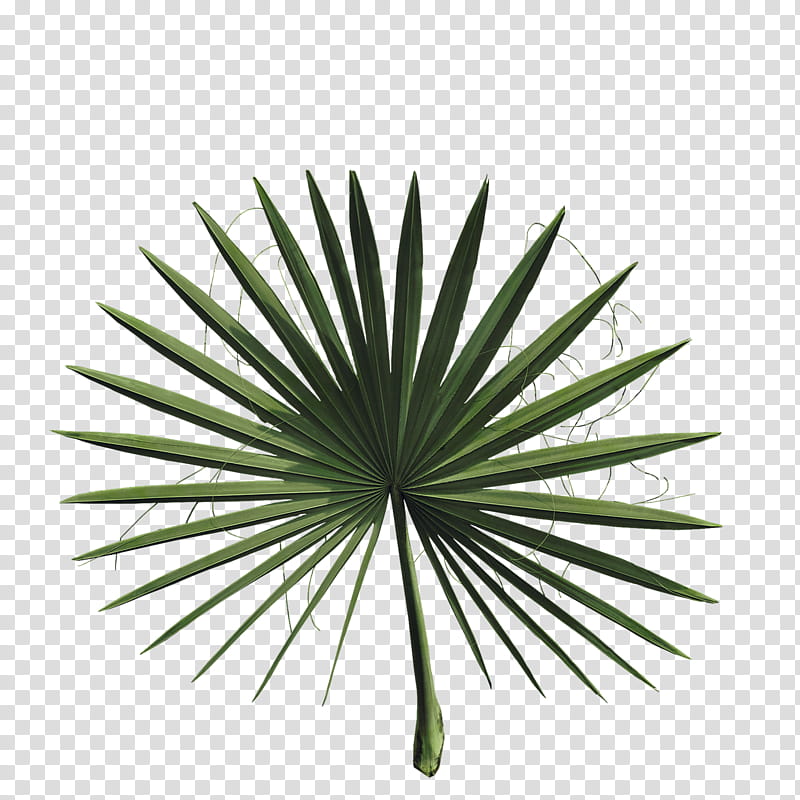 Palmetto or bismarckia isolated leaf, green palm plant leaf transparent background PNG clipart