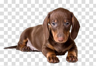 Mixed, resting brown Dachshund puppy transparent background PNG clipart