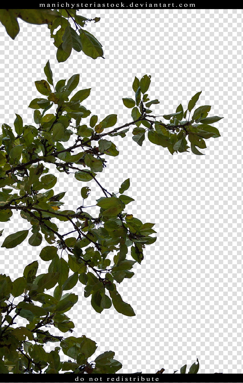 Apple Tree Foliage Cut Out, green leaves transparent background PNG clipart