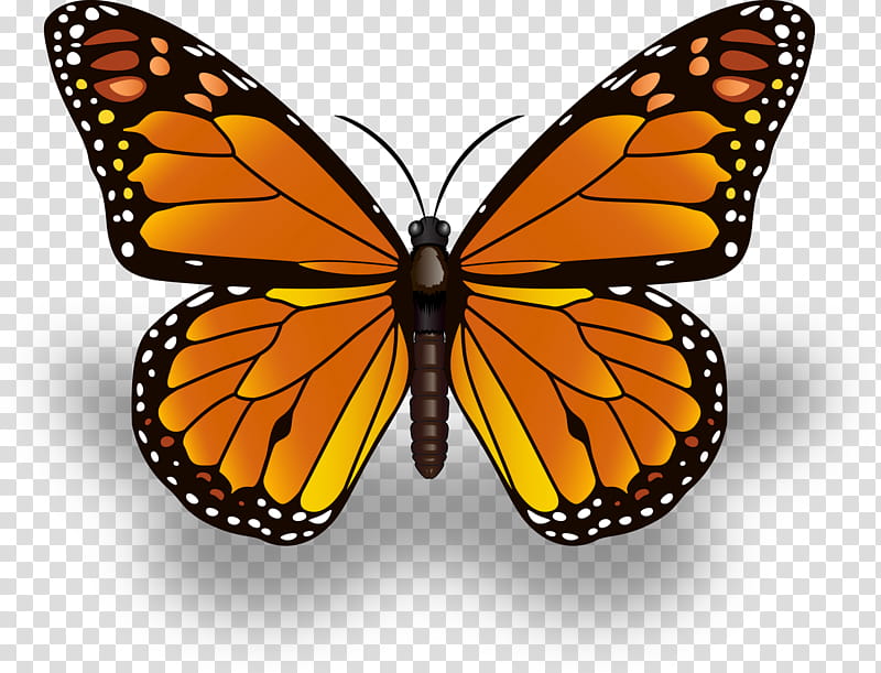 Monarch Butterfly Drawing, Insect, Painted Lady, Brushfooted Butterflies, Animal Migration, Caterpillar, Red Admiral, Painting transparent background PNG clipart