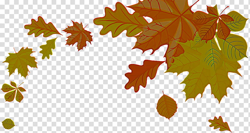 Maple leaf, Tree, Black Maple, Grape Leaves, Plant, Woody Plant, Plane, Branch transparent background PNG clipart
