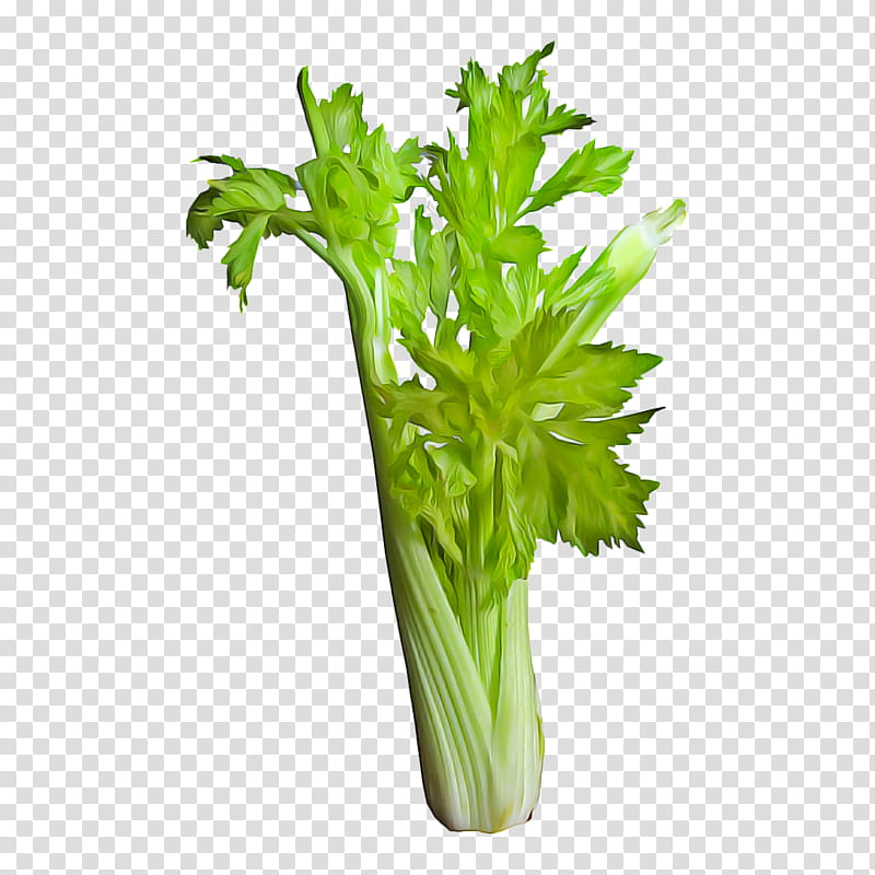 Leaf, Celery, Coriander, Chard, Endive, Food, Greens, Parsley transparent background PNG clipart