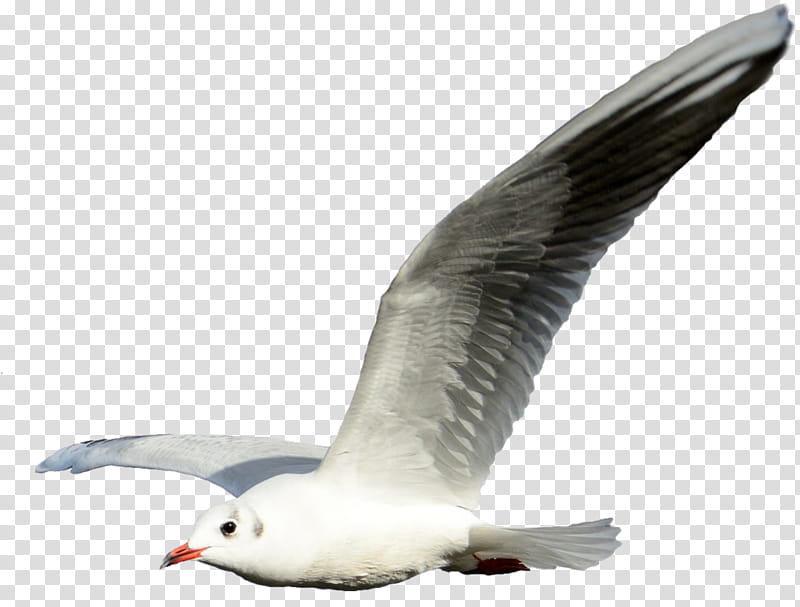Bird, Gulls, Flight, Shorebirds, European Herring Gull, Bird Flight, Flock, Laridae transparent background PNG clipart