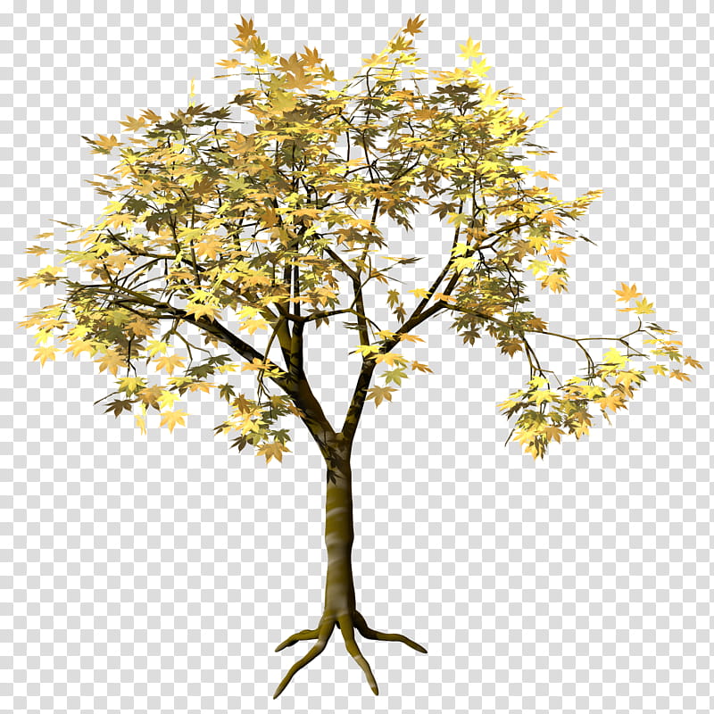 Ohmomiji Acer Amoenum TIF, green leafed tree illustration transparent background PNG clipart