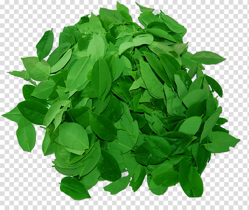 Green Leaf, Gliricidia Sepium, Shih Tzu, Puppy, Cacao Tree, Chihuahua, Pet, Pomeranian transparent background PNG clipart