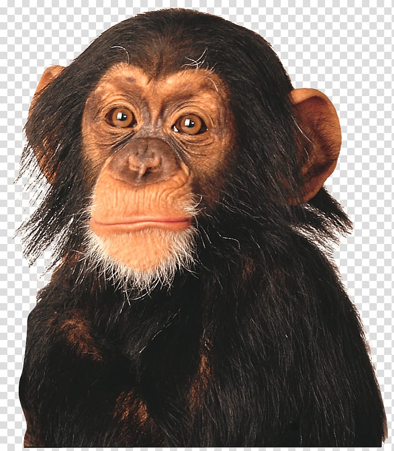 monkey, of black and brown monkey transparent background PNG clipart