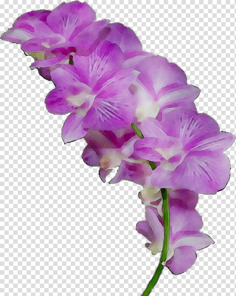 Sweet Pea Flower, Moth Orchids, Cut Flowers, Cattleya Orchids, Gladiolus, Dendrobium, Violet, Purple transparent background PNG clipart