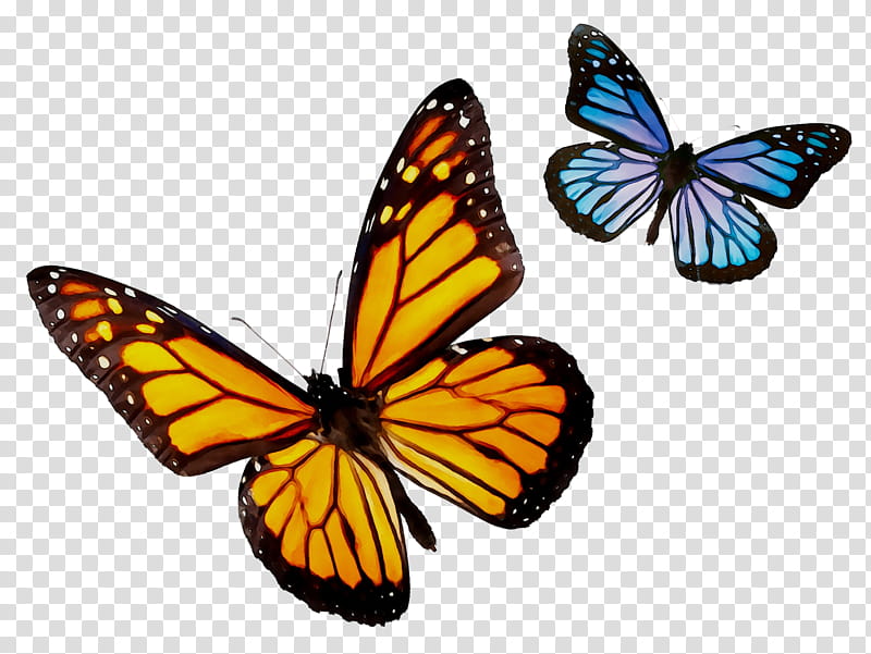 Butterfly, Monarch Butterfly, Butterflies, Cabbage White, Polyvine, Moths And Butterflies, Insect, Viceroy Butterfly transparent background PNG clipart