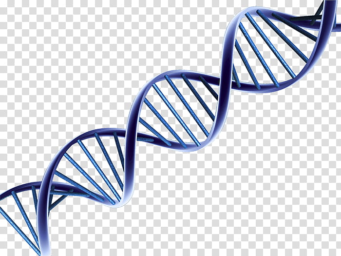 Hair, Dna, Nucleic Acid Double Helix, Chromosome, Genetics, Molecular Biology, , Facioscapulohumeral Muscular Dystrophy transparent background PNG clipart
