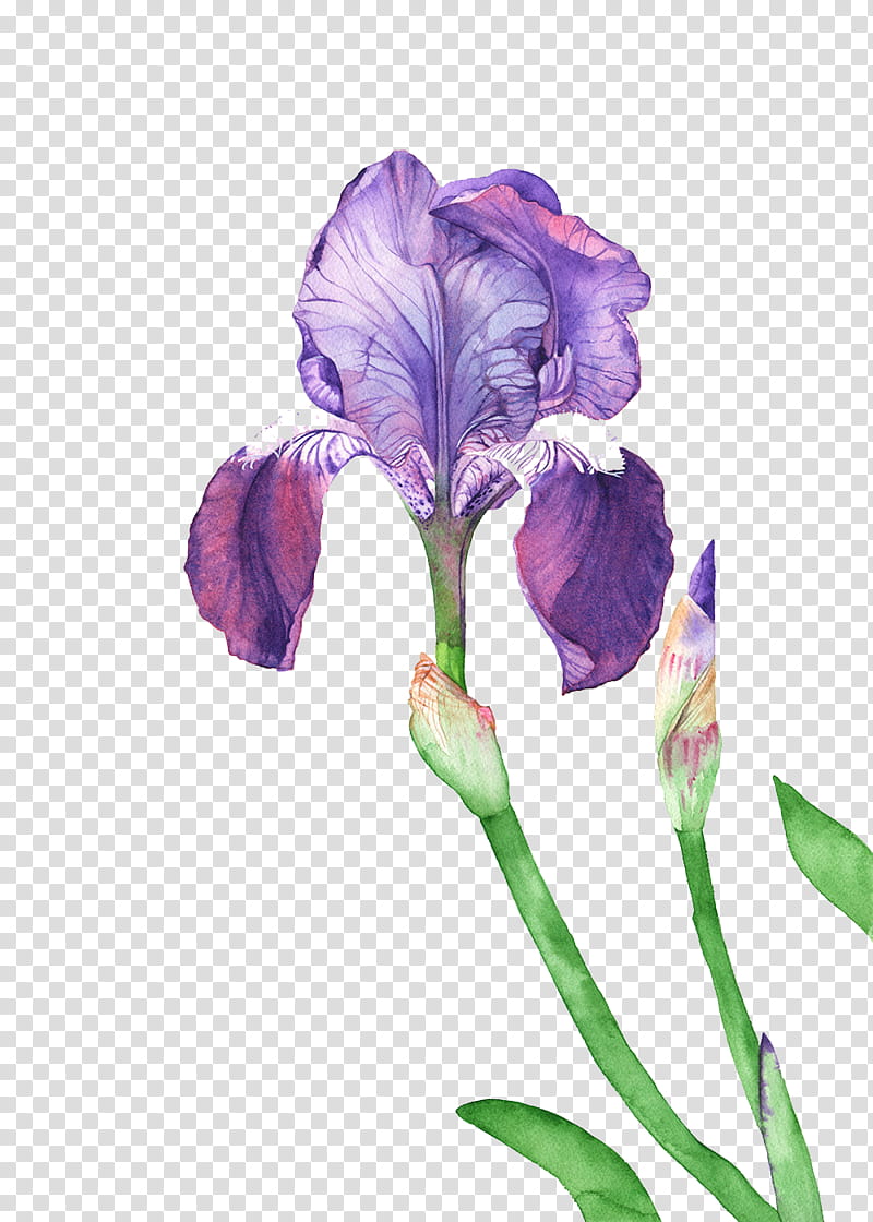 , purple iris flower illustration transparent background PNG clipart