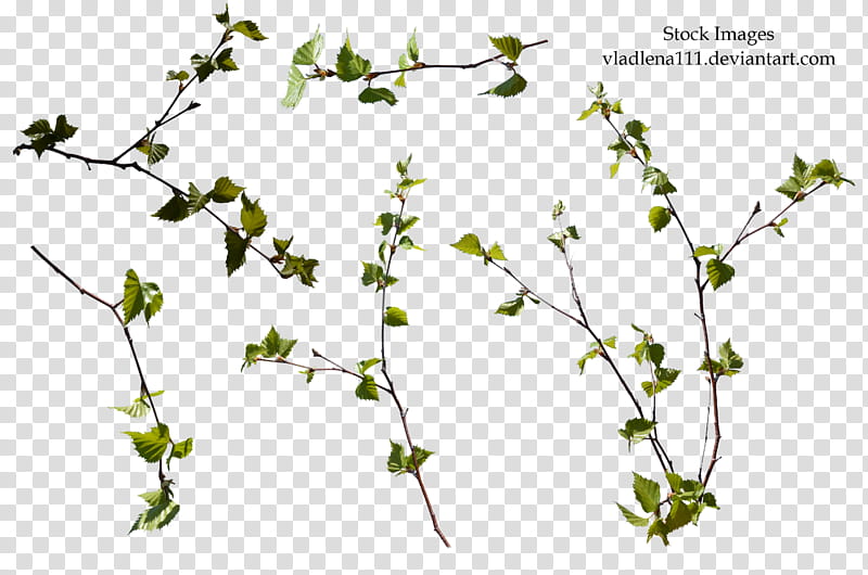 Branch spring tree , green-leafed plants illustration transparent background PNG clipart