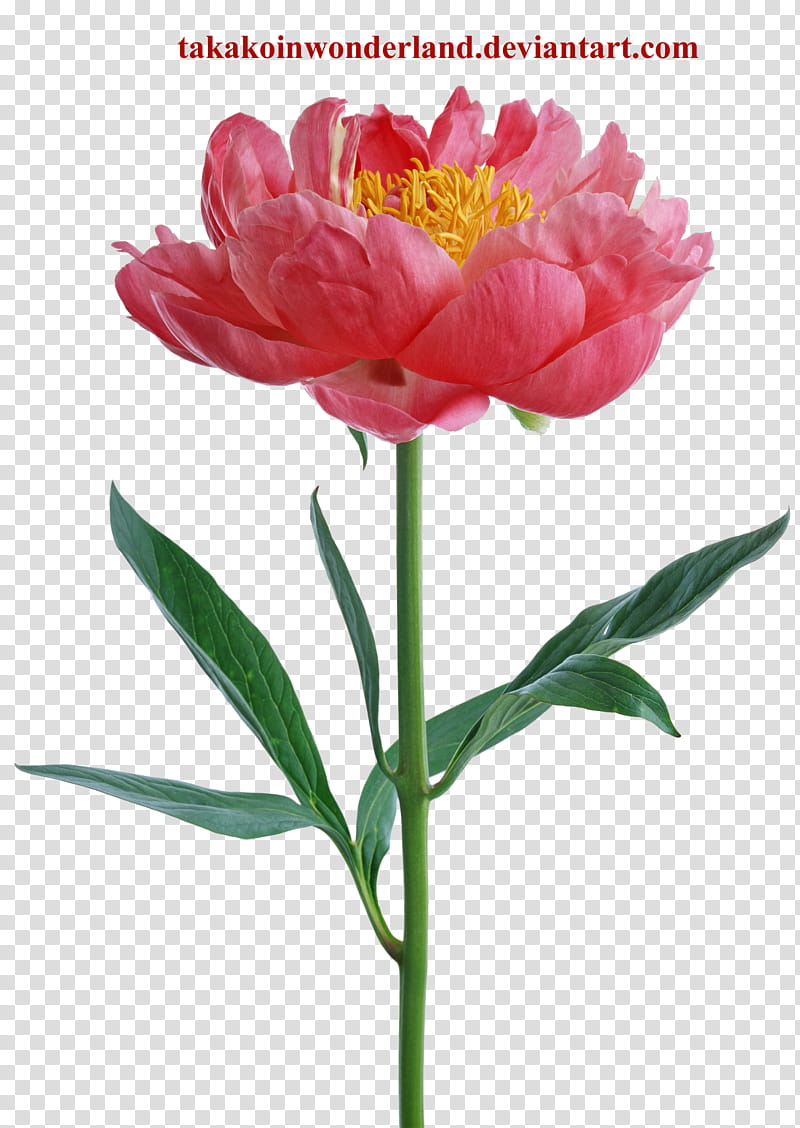 flower, pink peony flower art transparent background PNG clipart
