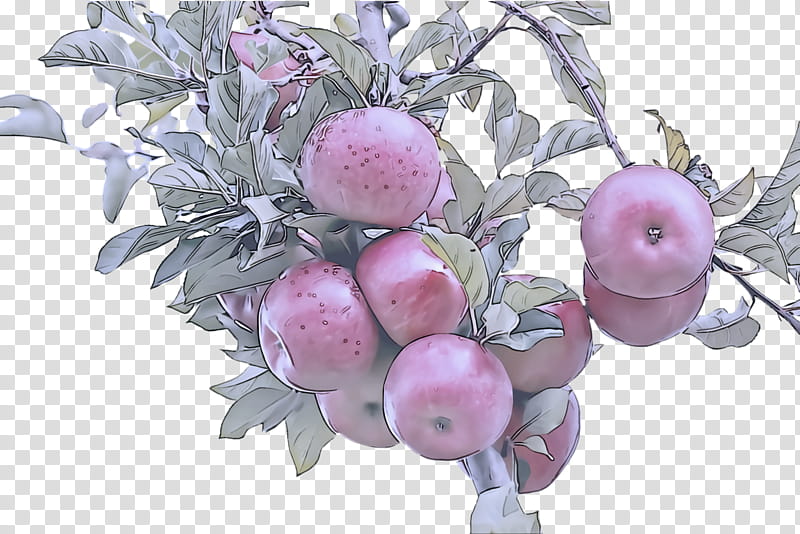pink plant fruit flower tree, Branch, Apple, European Plum, Malus transparent background PNG clipart