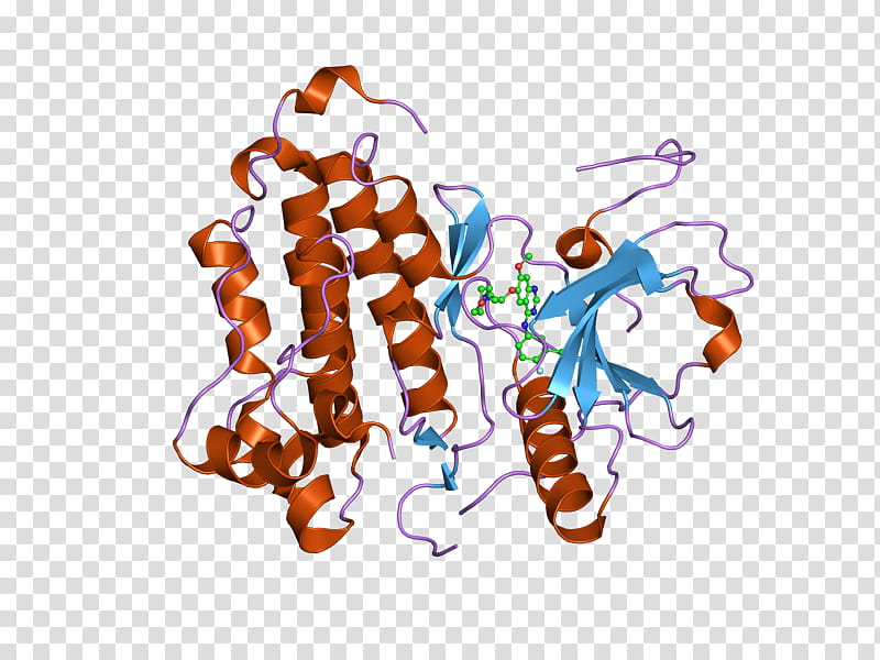 Growth Factor Text, Epidermal Growth Factor, Tyrosine Kinase, Epidermal Growth Factor Receptor, Receptor Tyrosine Kinase, Hepatocyte Growth Factor, Growth Hormone, Protein Kinase transparent background PNG clipart