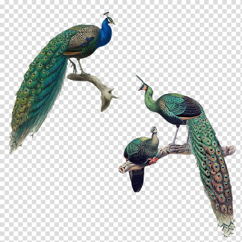 Peacocks Illustrations, three green peacocks transparent background PNG clipart