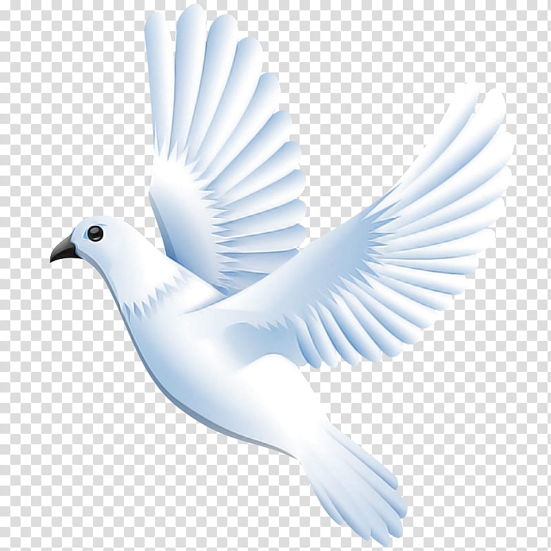 Feather, Bird, Beak, Pigeons And Doves, Wing, Rock Dove, Peace, Tail transparent background PNG clipart