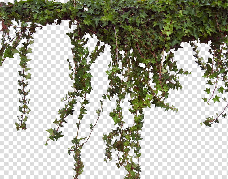 green vines transparent background PNG clipart