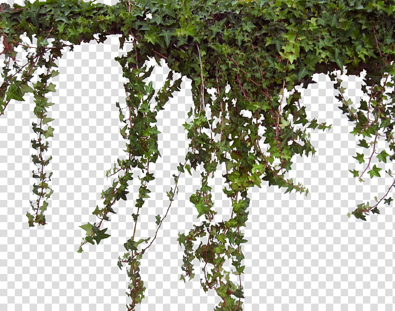 vine logo png transparent background