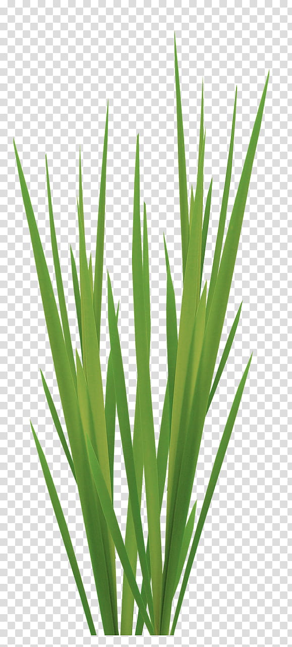 Green Grass, Sweet Grass, Vetiver, Lemongrass, Commodity, Plant Stem, Plants, Chrysopogon transparent background PNG clipart