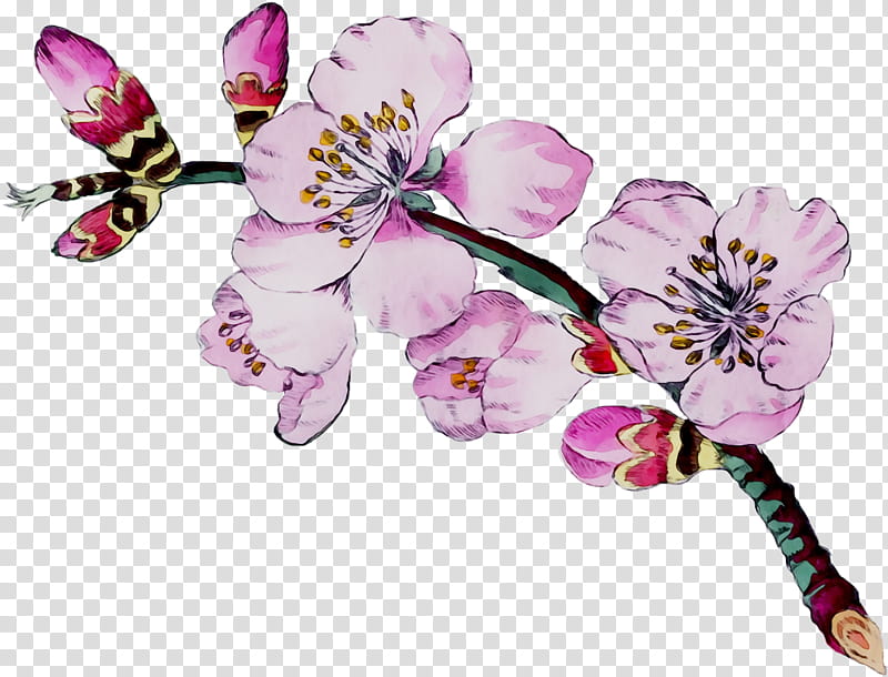 Cherry Blossom, Moth Orchids, Cut Flowers, Stau150 Minvuncnr Ad, Insect, Petal, Cherries, Membrane transparent background PNG clipart