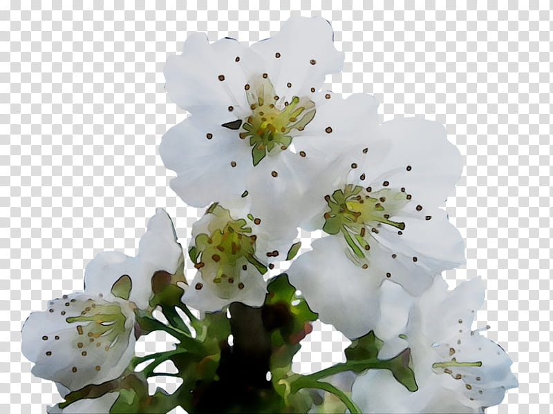 Cherry Blossom Tree, Stau150 Minvuncnr Ad, Cherries, White, Flower, Petal, Plant, Branch transparent background PNG clipart