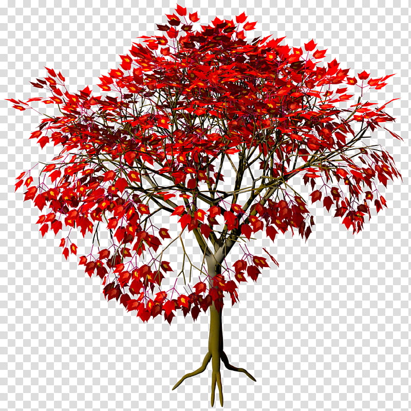 Hosoekaede Acer Capilli TIF, red-leafed tree transparent background PNG clipart