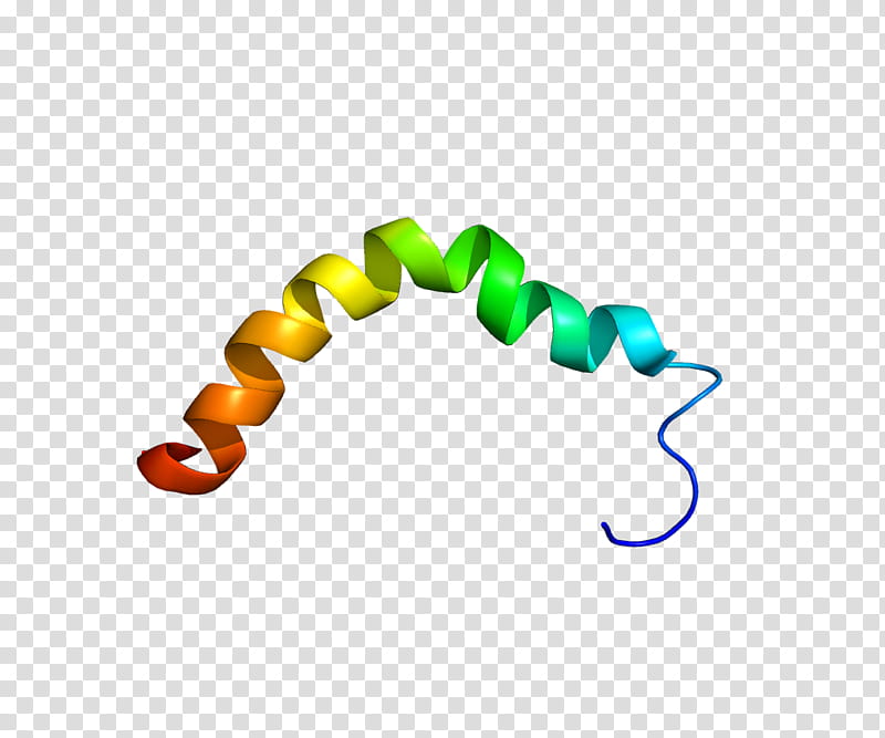 Man, Corticotropinreleasing Factor Family, Urocortin, Corticotropinreleasing Hormone, Peptide, Protein, Adrenocorticotropic Hormone, Amino Acid transparent background PNG clipart