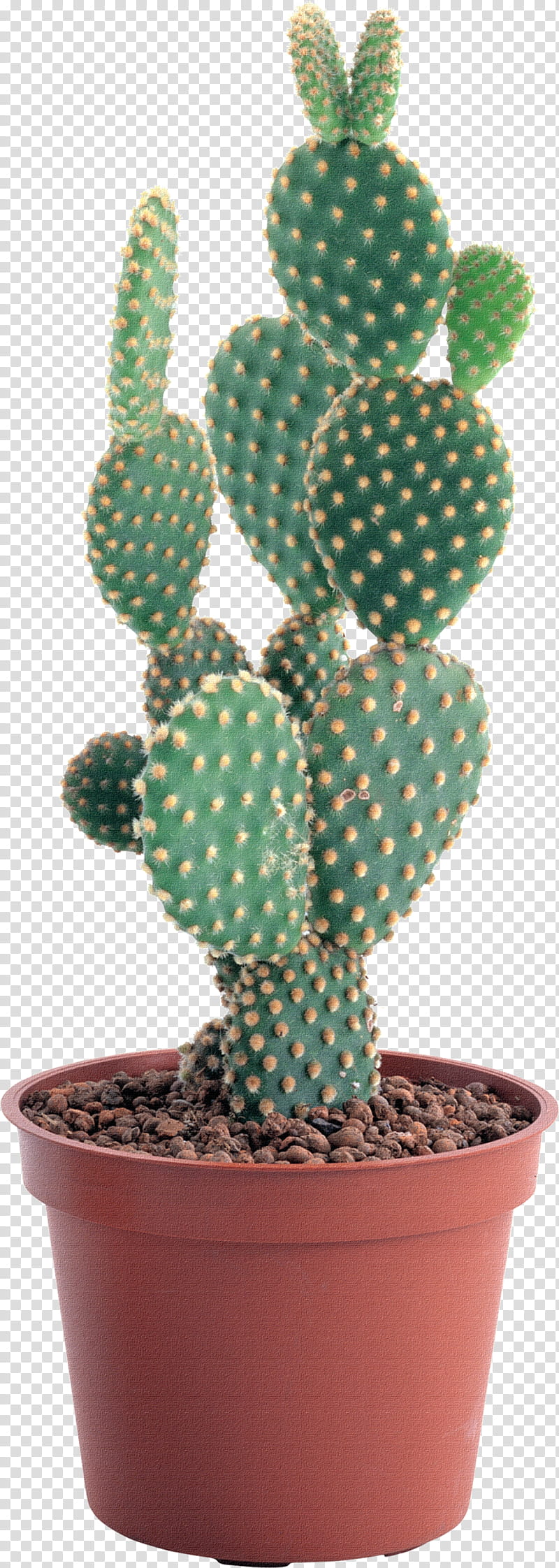 Cactus, Saguaro National Park, Succulents And Cactus, Barbary Fig, Succulent Plant, Strawberry Hedgehog Cactus, Plants, Rhipsalis Baccifera transparent background PNG clipart