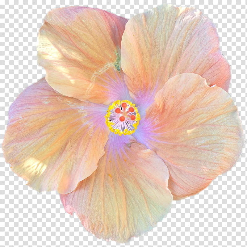 Orange, Petal, Pink, Hibiscus, Hawaiian Hibiscus, Flower, Plant, Mallow Family transparent background PNG clipart