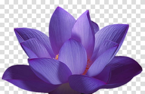Selective focus of purple-petaled flower transparent background PNG ...