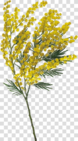 Flowers, Drawing,  Cartoon,  Blog, Creativity, Watercolor Painting, Cut Flowers, Yellow transparent background PNG clipart thumbnail