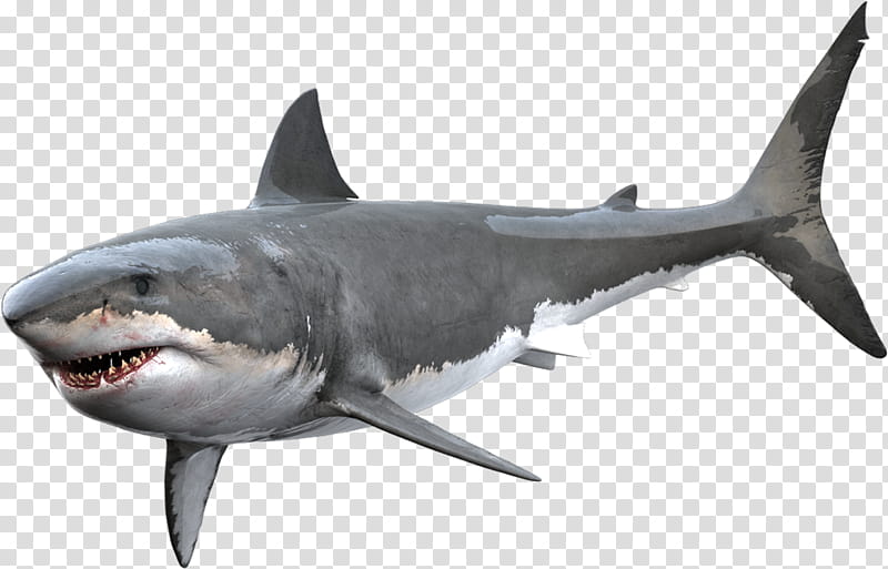 Great White Shark, Tiger Shark, Bull Shark, Greenland Shark, Pacific Sleeper Shark, Animal, Cartilaginous Fishes, Hammerhead Shark transparent background PNG clipart